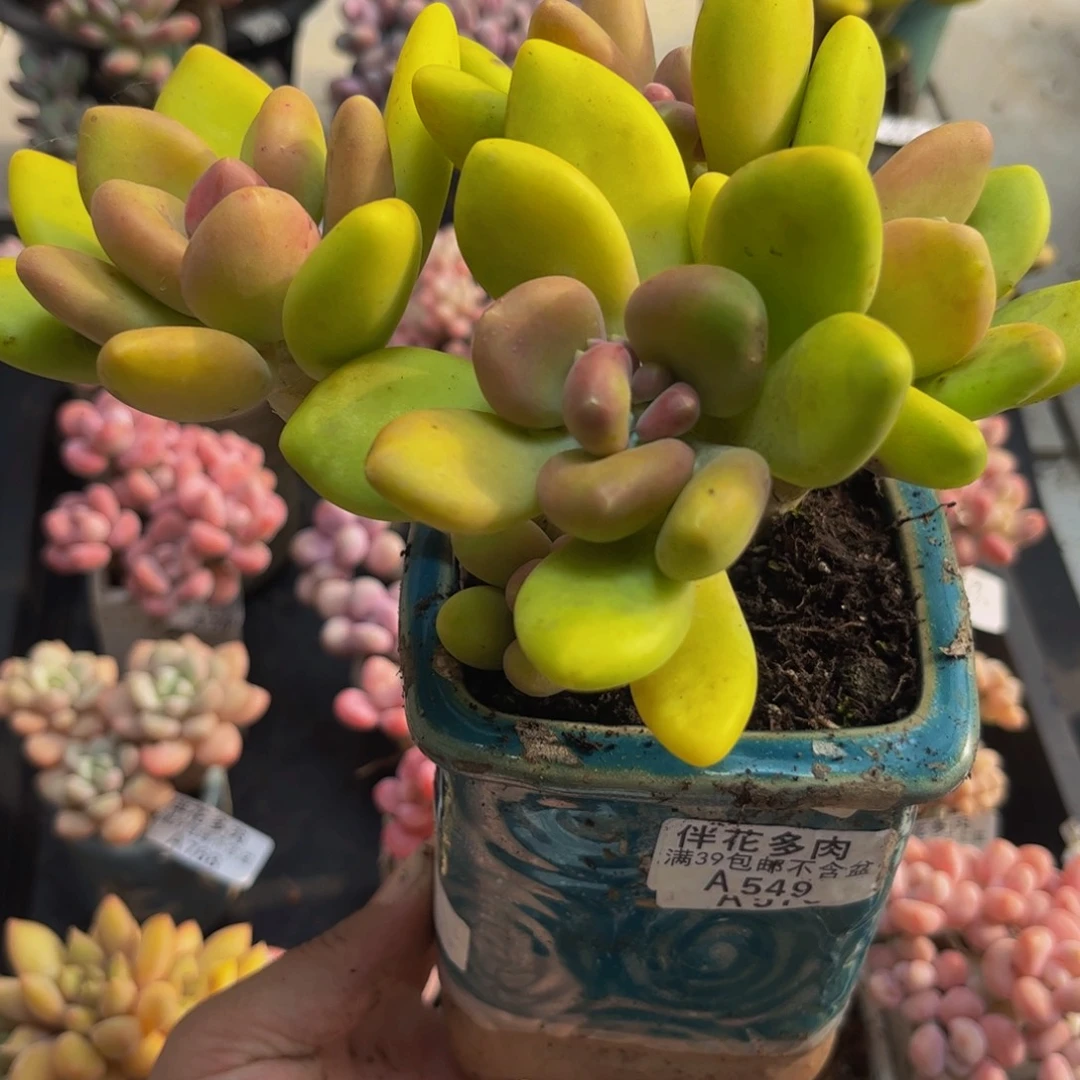 549芒果奶15cm多肉植物