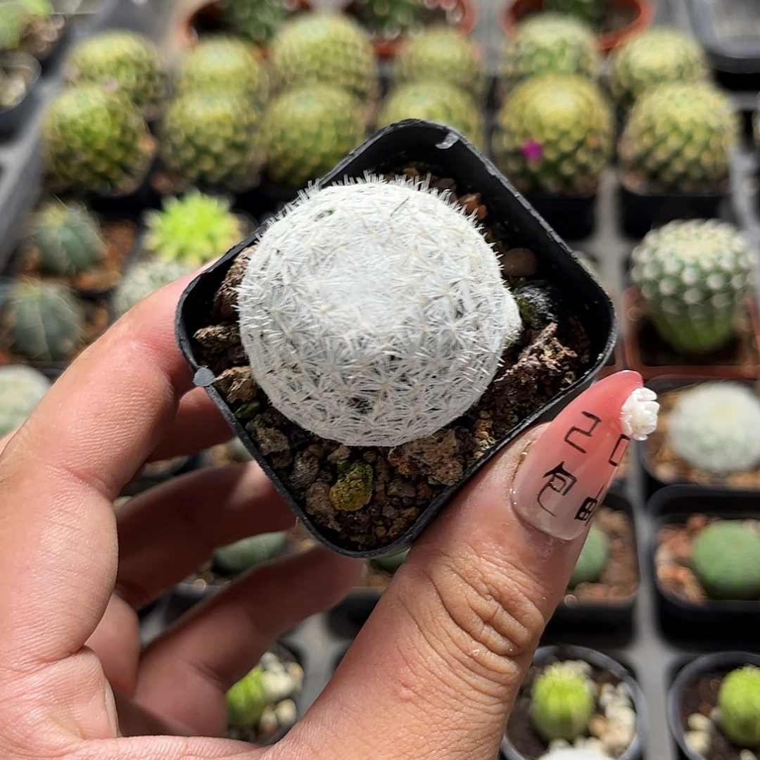 单头大型姬春星单头发货有根