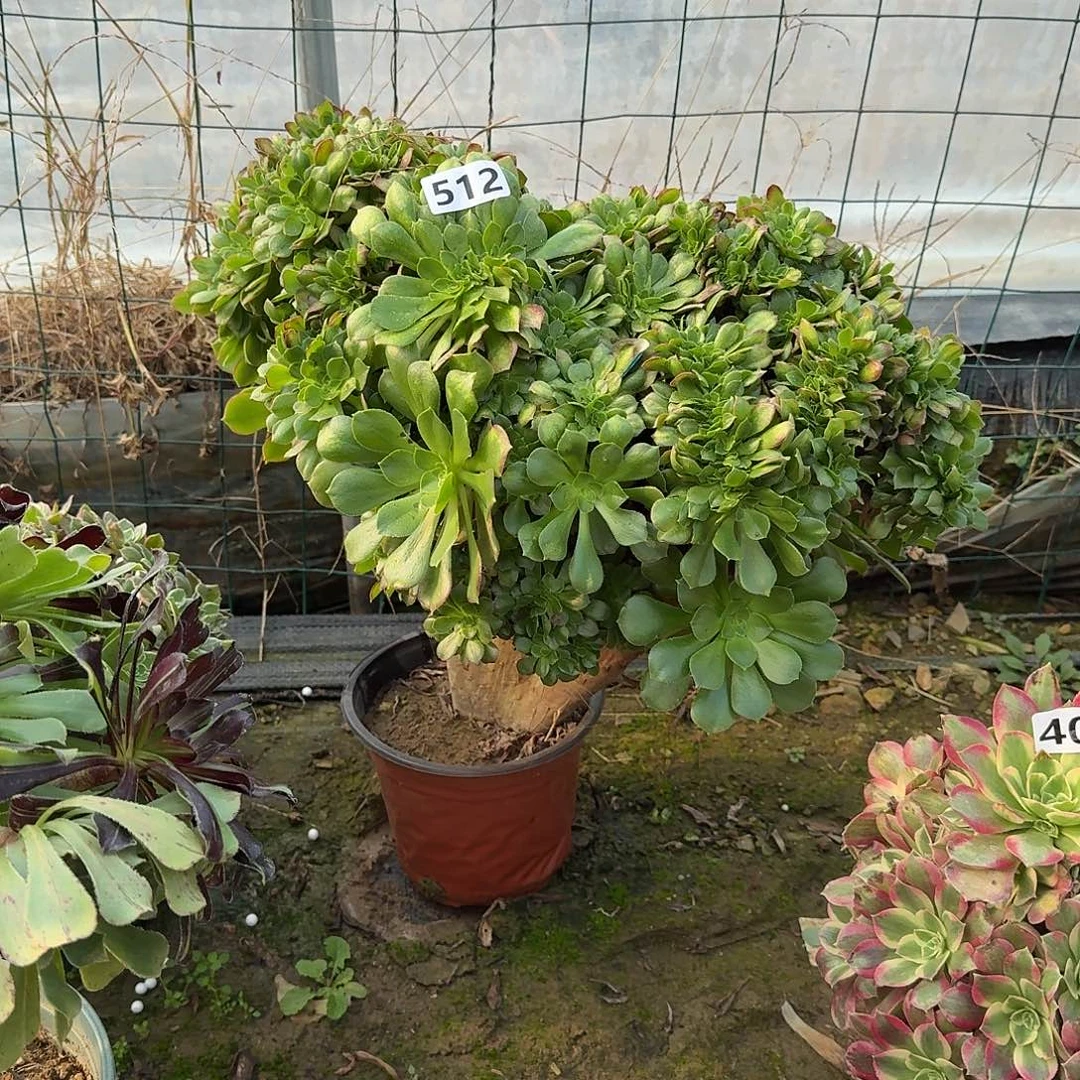 多肉植物玫瑰缀化512