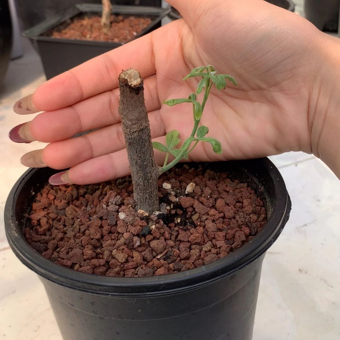 扭矩没药米德尔没药