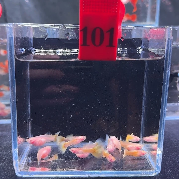 孔雀鱼101号12条