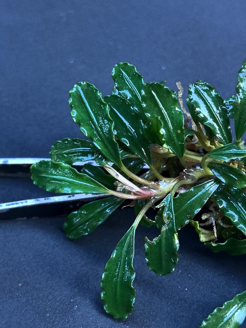 【科达岗】JP09-05 水上叶 印度尼西亚原生辣椒榕水草