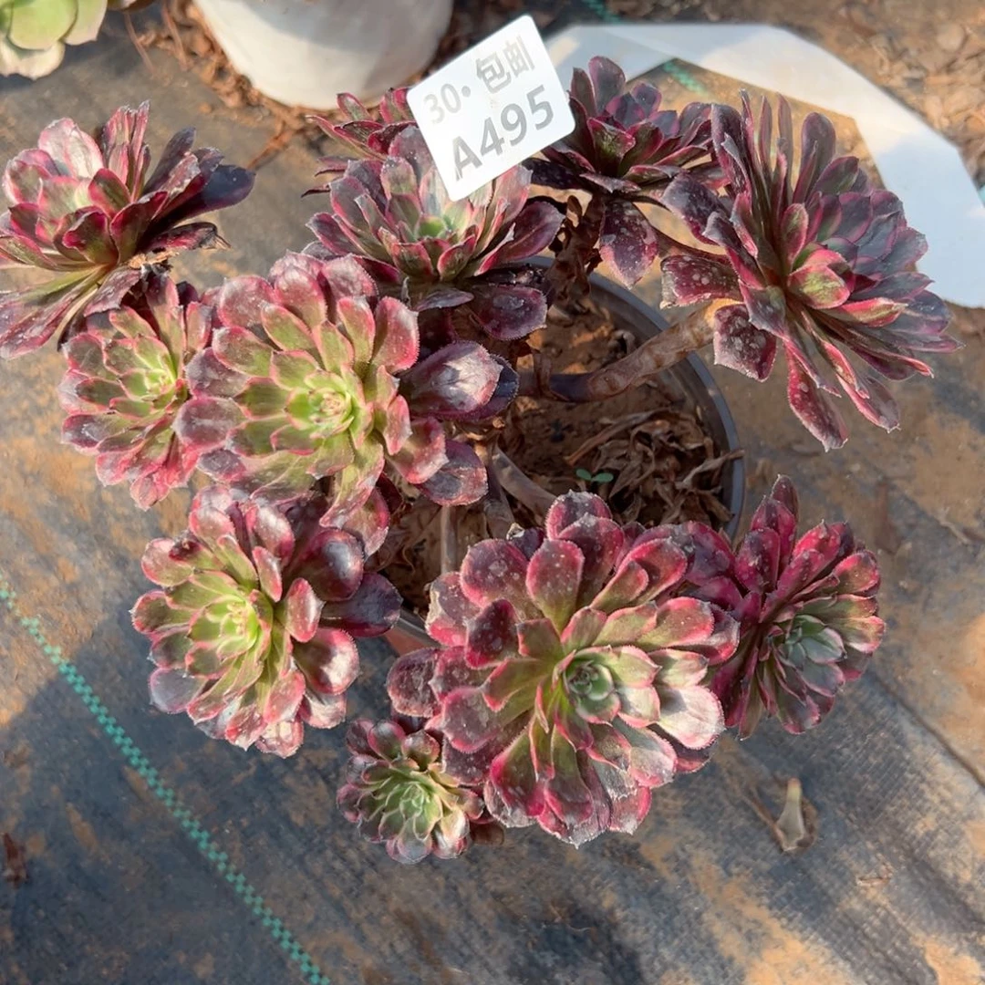 j*乖495 多肉断枝不包