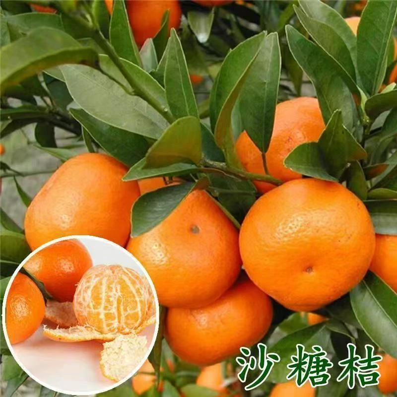 广西砂糖橘大果金秋沙糖桔树苗地栽盆栽南方北方种植橘子苗柑桔苗