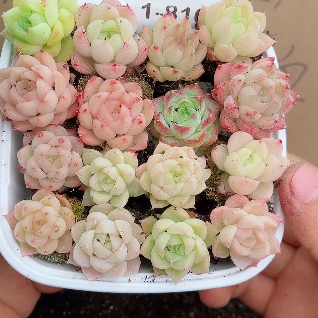 1-810 新疆西藏内蒙不发12.8包邮2-3公分多肉