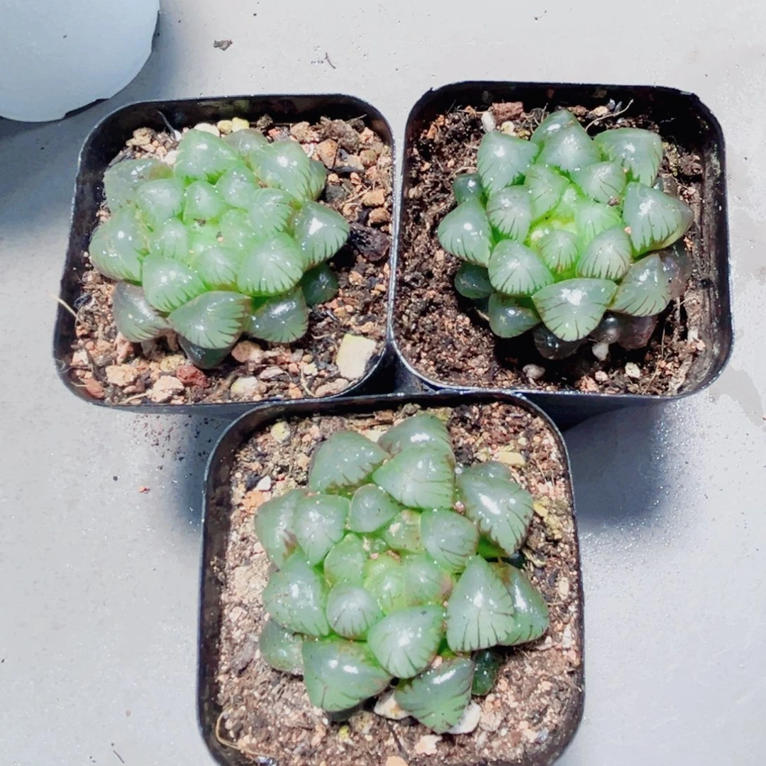 糯姬玉露多肉植物