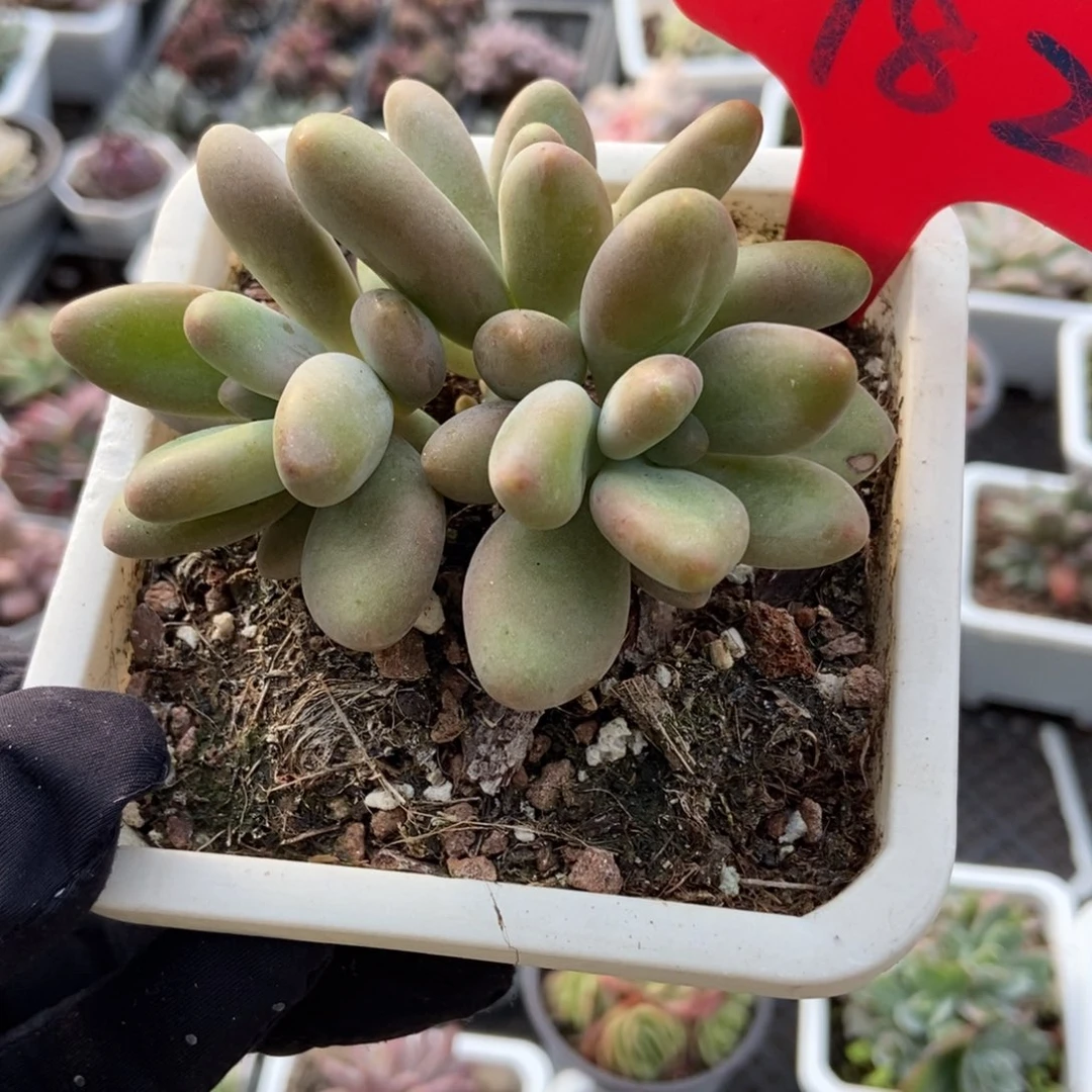 982芒果奶多肉植物