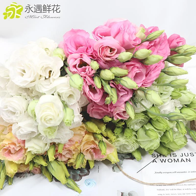 【洋桔梗鲜花】2单发顺丰 花期长耐养鲜花云南鲜花直发新鲜采摘