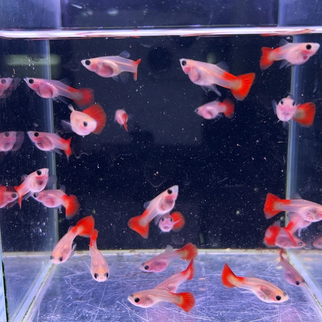 一****孔雀鱼红礼服玻璃猫15条送5条备损小苗子