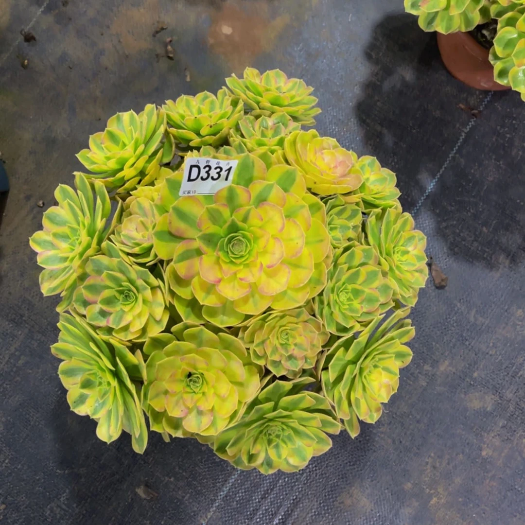 【闪购商品】（**）33100