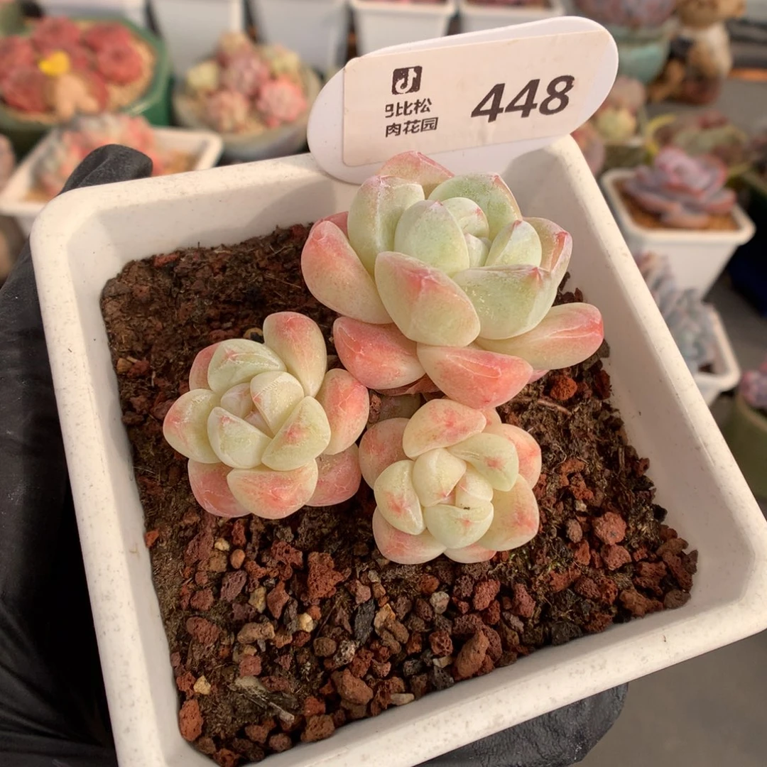 448 奶油冰玉多肉多肉