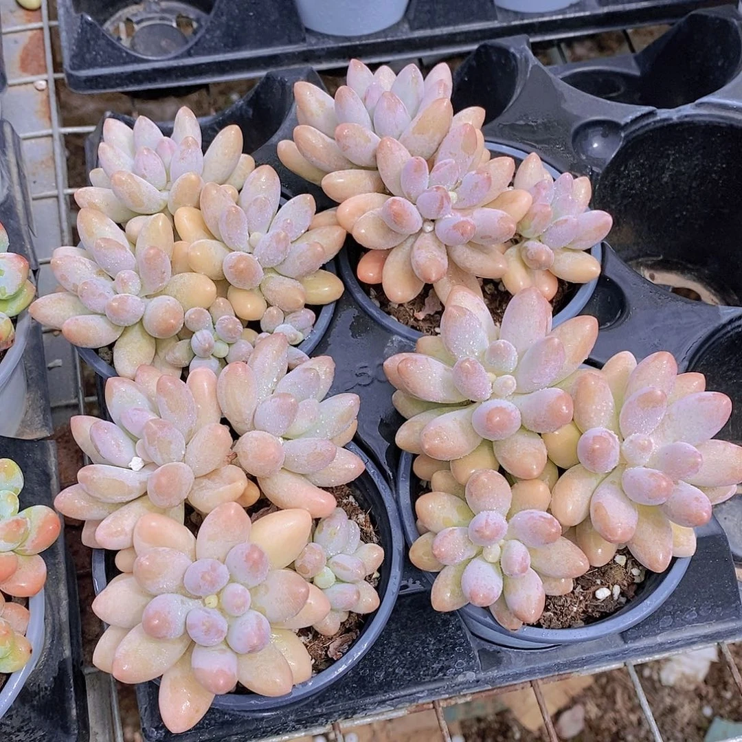 0715-汤圆群福利一颗量拍