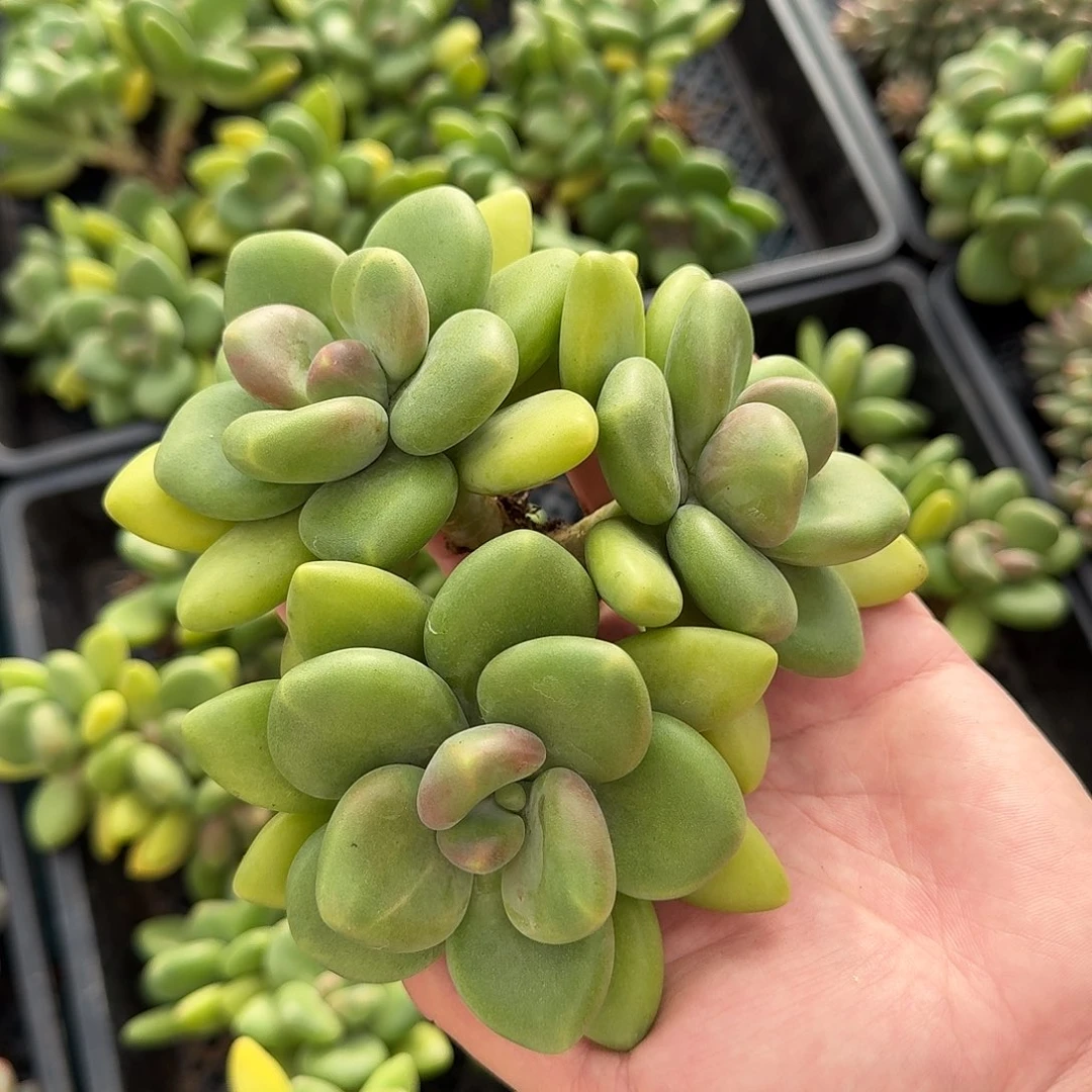 从前慢花园多肉编号双十一芒果奶