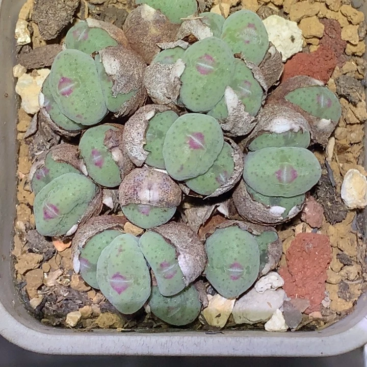 精品多肉植物精品毛