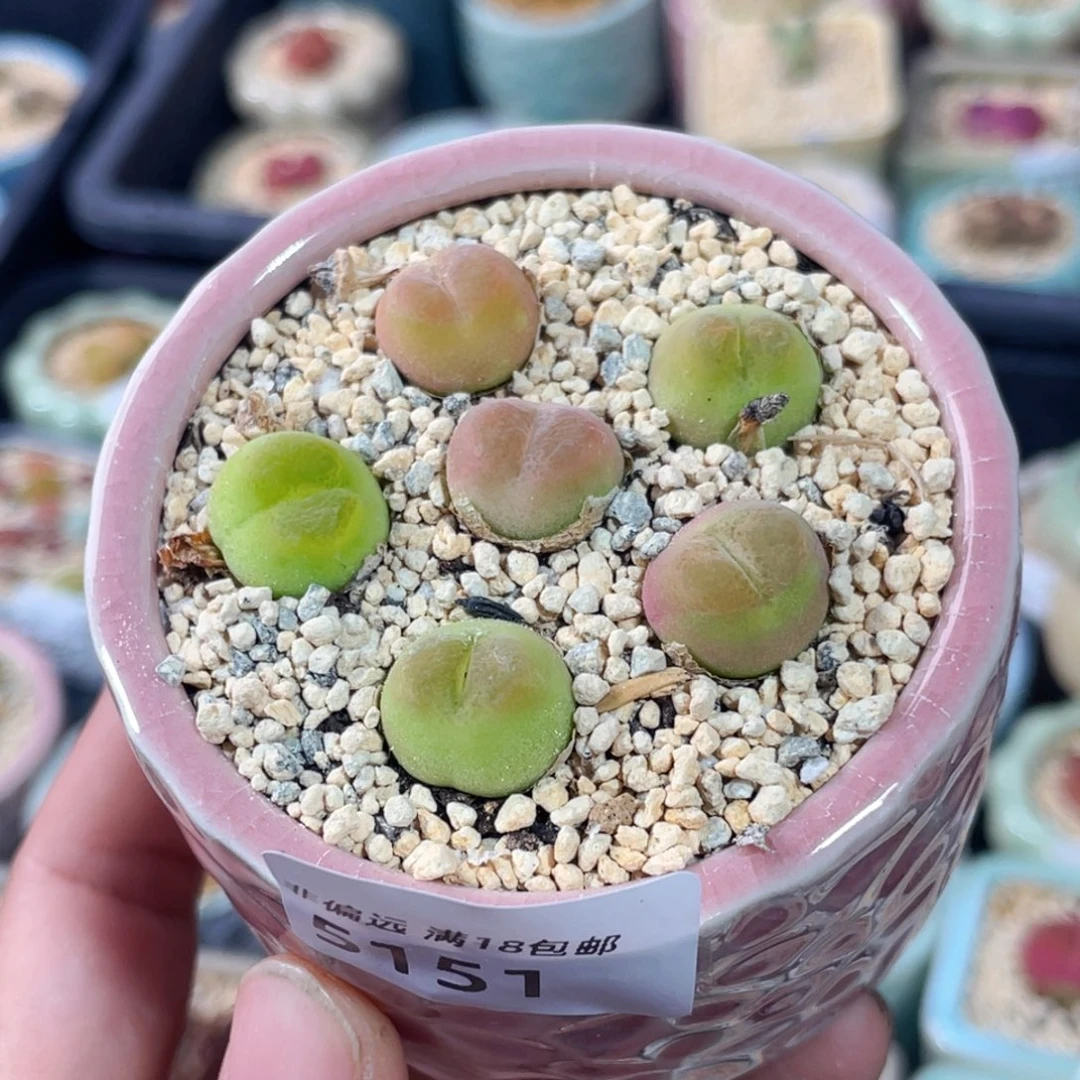 无花朵洲*铺5151/-一物一拍 带盆 O跑