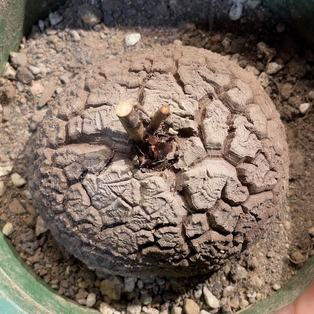 38龟甲龙不退不换