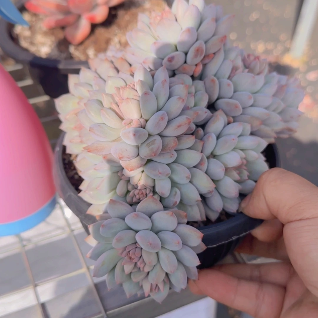 【闪购商品】所罗门SP