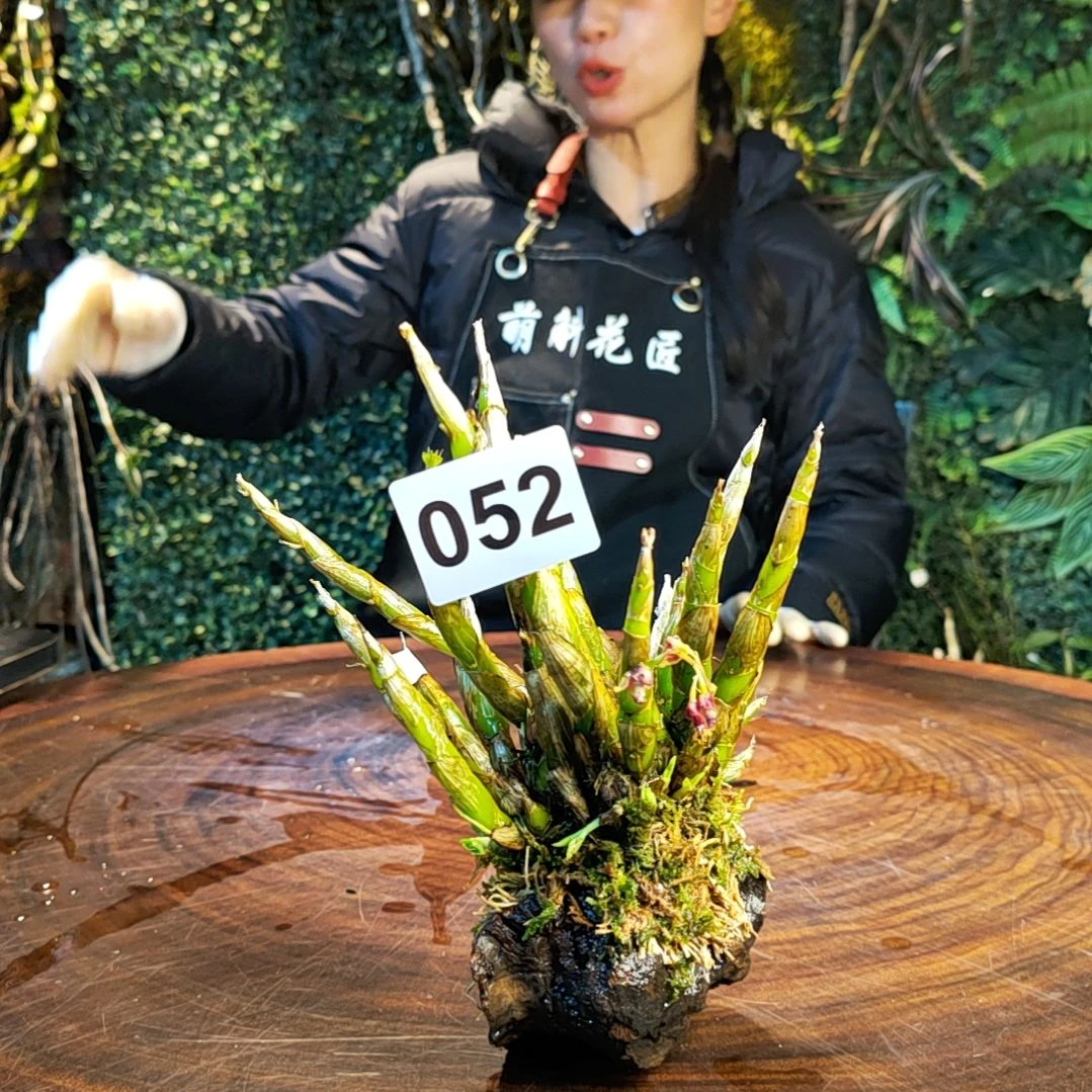 【闪购商品】土****️052珍虫花