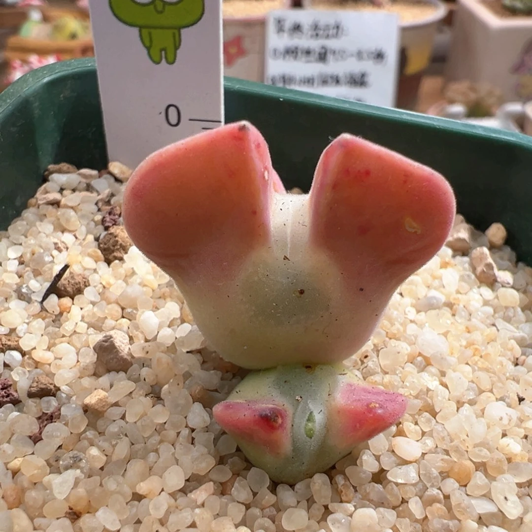 866。青蛙优选全红小妖姬大眼睛