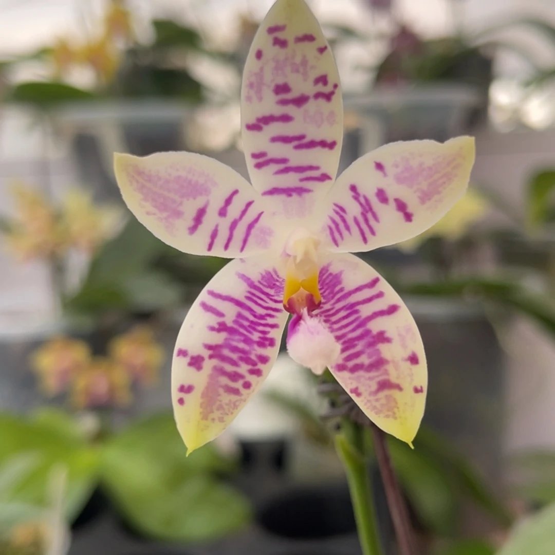 完全开放2164 5寸新出根野香槟cheers  一物一拍