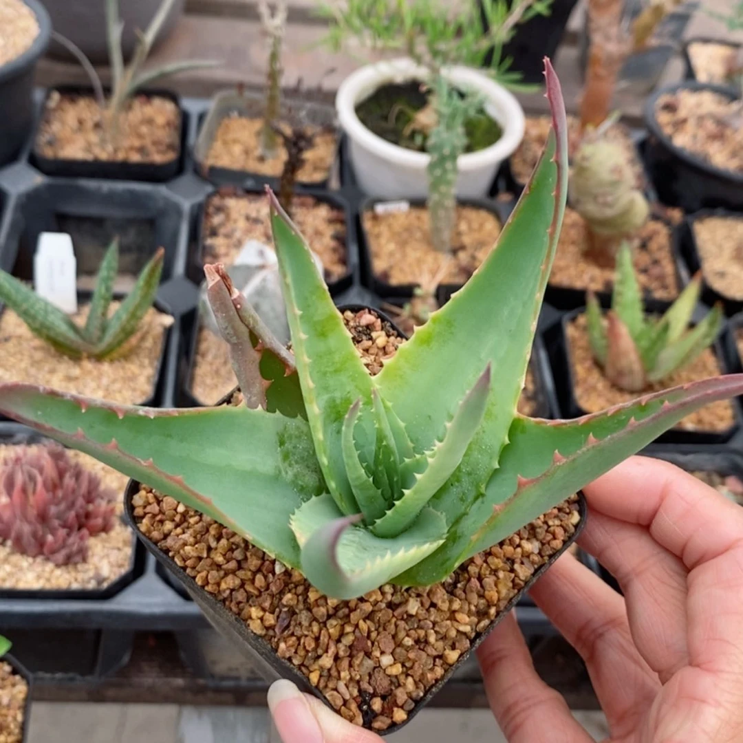 【闪购商品】原生芦荟