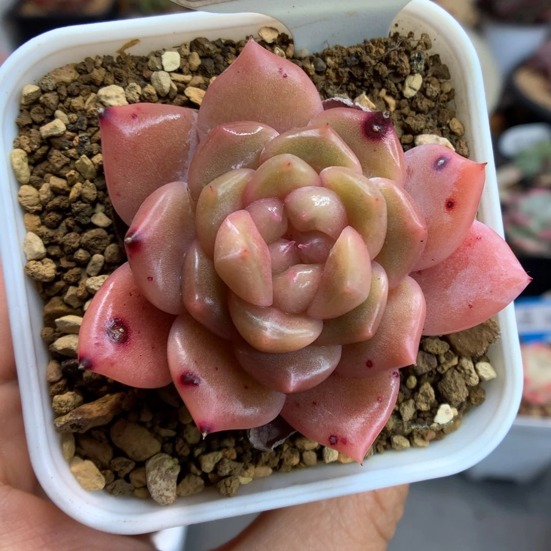 89糖心冰魄多肉植物