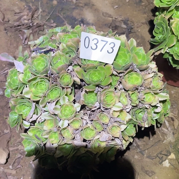 多肉植物不包断枝373欣尼亚