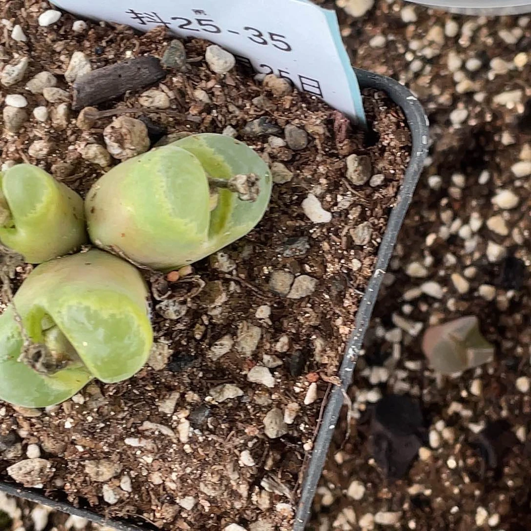 薄****25-35肉锥多肉植物