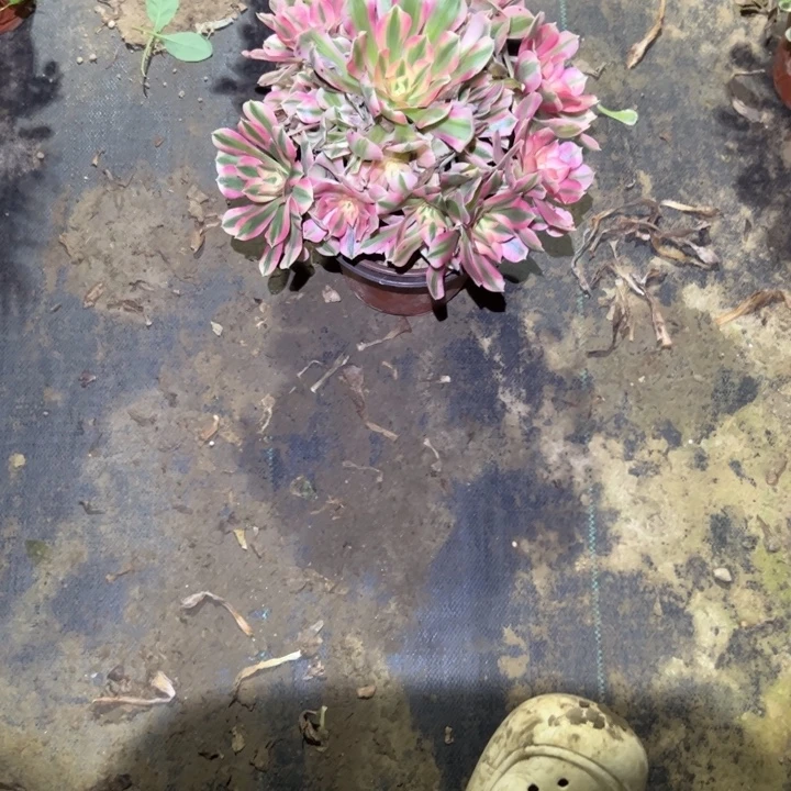 不包侧枝一物一拍49