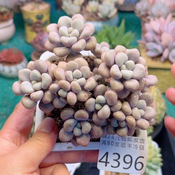 大4396、cxcxvcvbbh