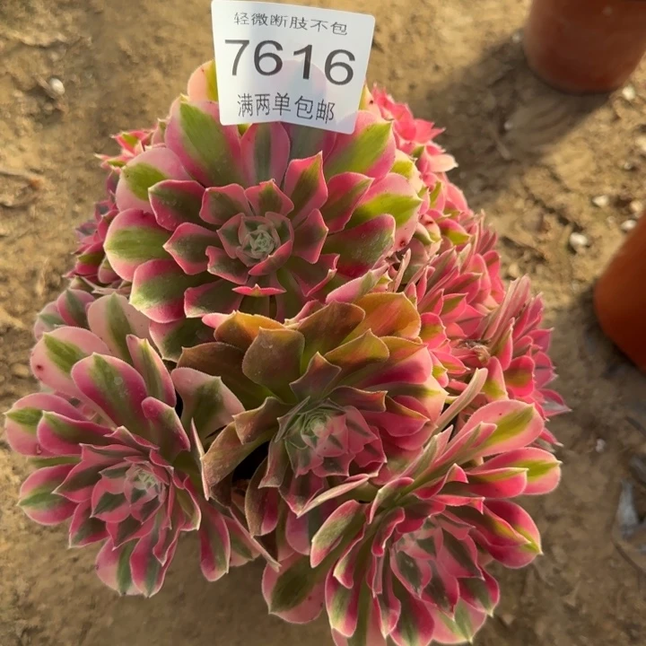 7616女巫多肉植物