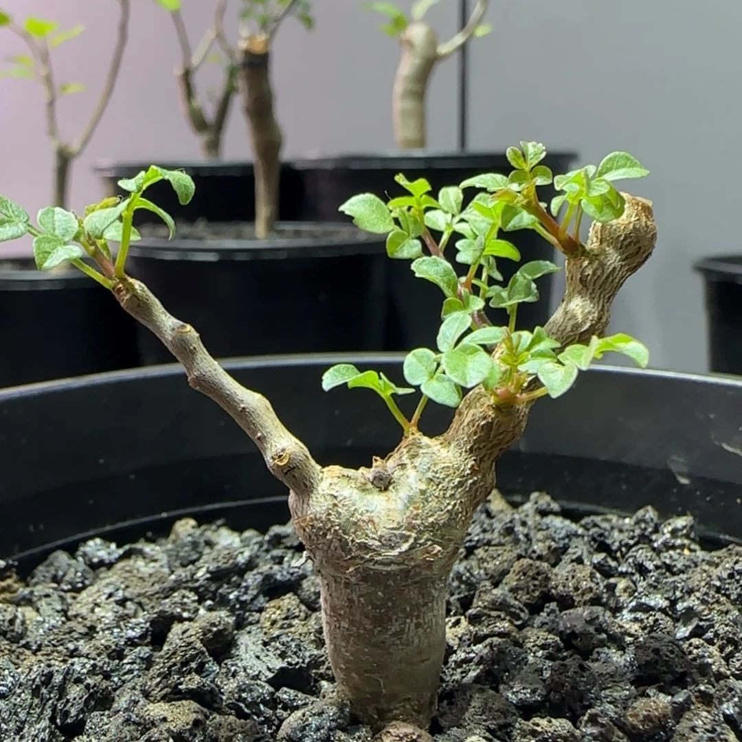 念珠橄榄实生带盆