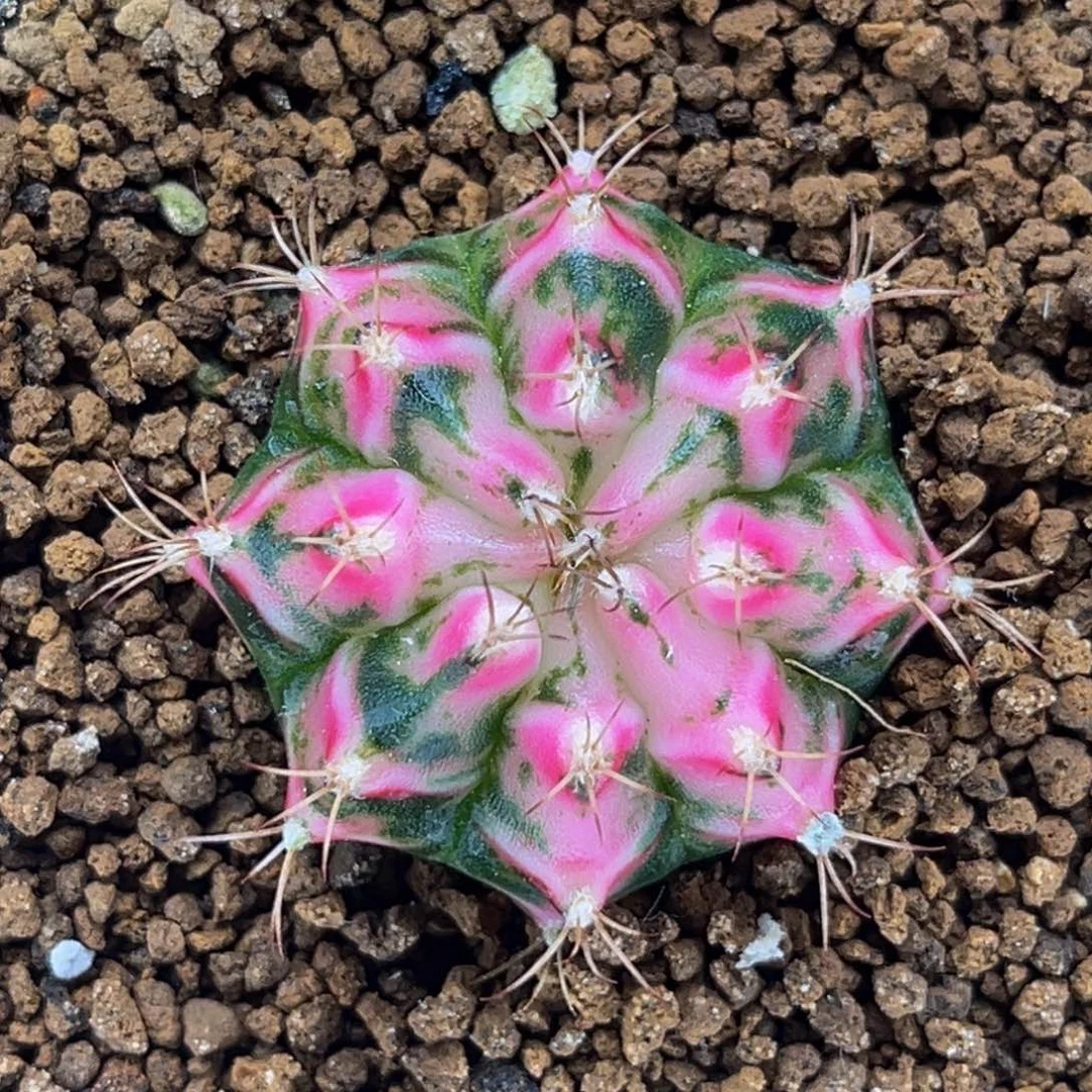 红酒杯 米哈仙人球