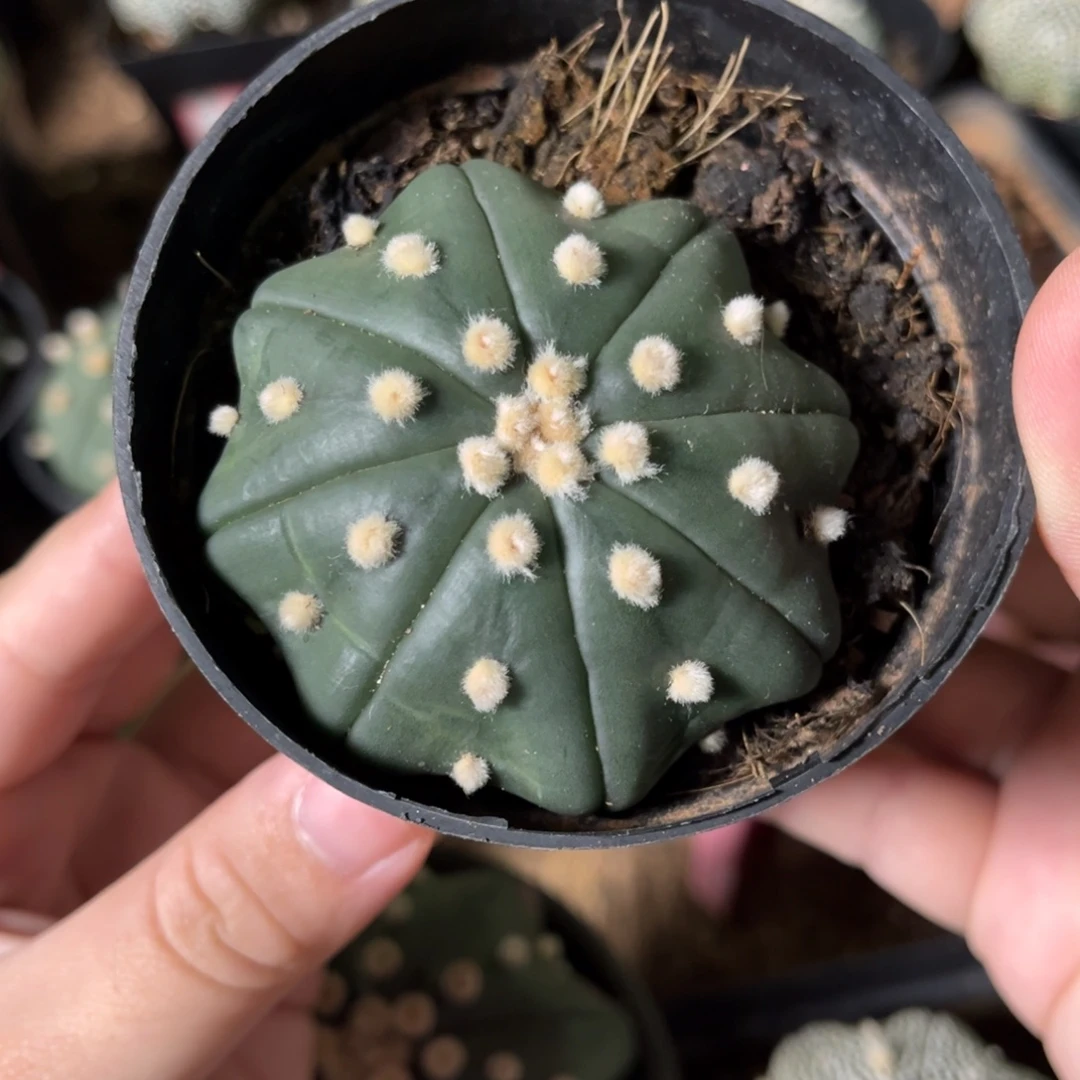 实生兜一物一拍5.8cm
