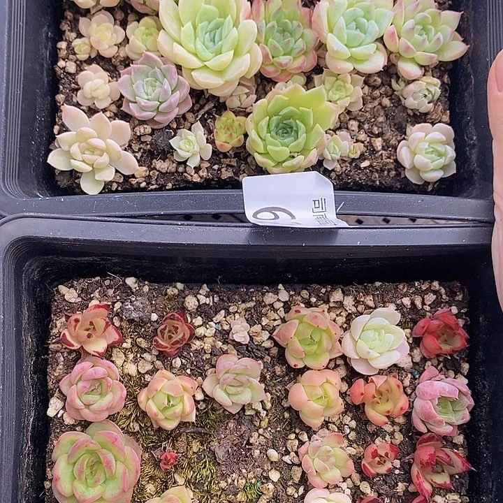 62 多肉植物盆栽花卉