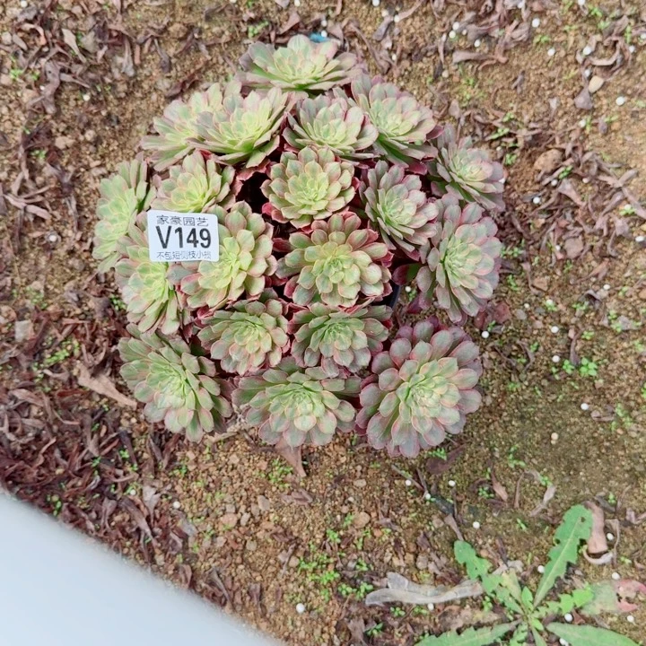 149黄花梨官服30左右2