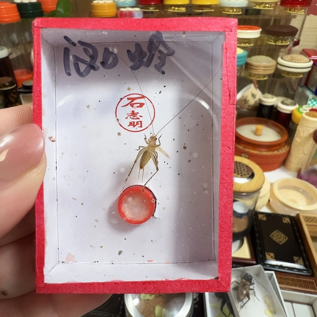 雨***滴石大黄蛉一个一个