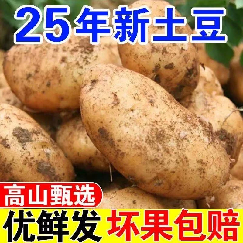 贵州农家遵义新鲜土豆黄皮黄心当季土豆农家自种蔬菜马铃薯洋芋