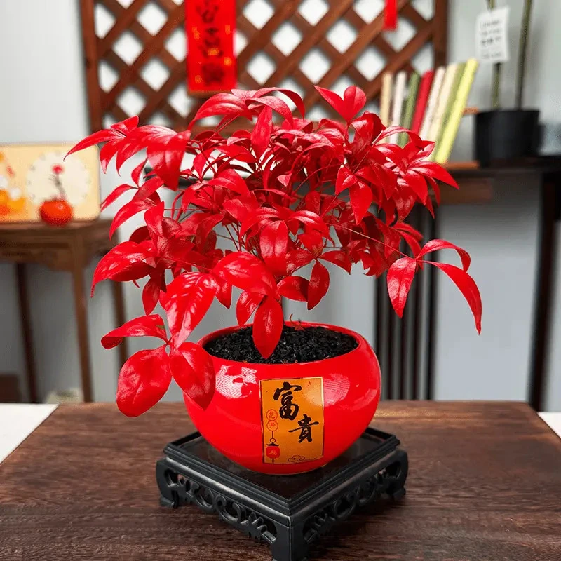 火焰南天竹盆栽耐寒好养易活室内客厅书房观赏年宵花盆栽