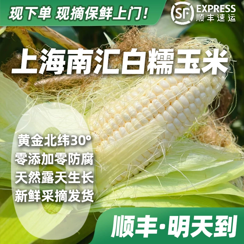 【下单·明天到】南汇本地白糯玉米露天种植头茬新鲜现摘带叶带壳现发包邮带箱顺丰上门售后保障2.5~9.5斤上海市