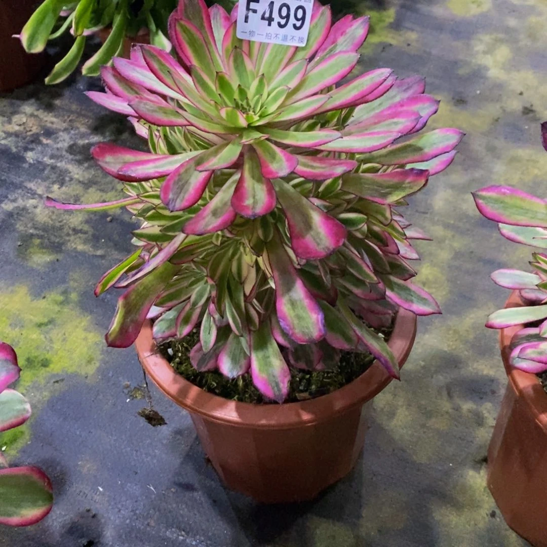 499黑桐表白锦一棵寄养