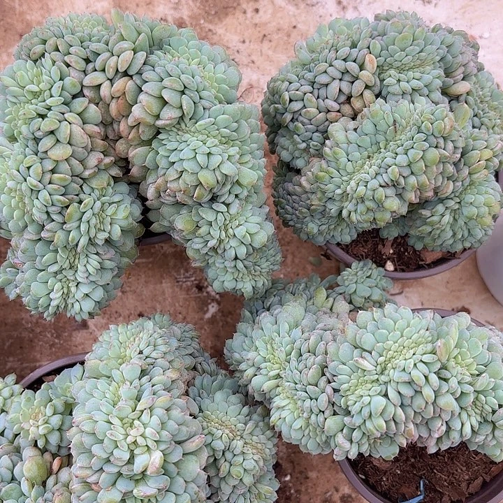 白胖子缀化（拍满18包邮、两天凑单）