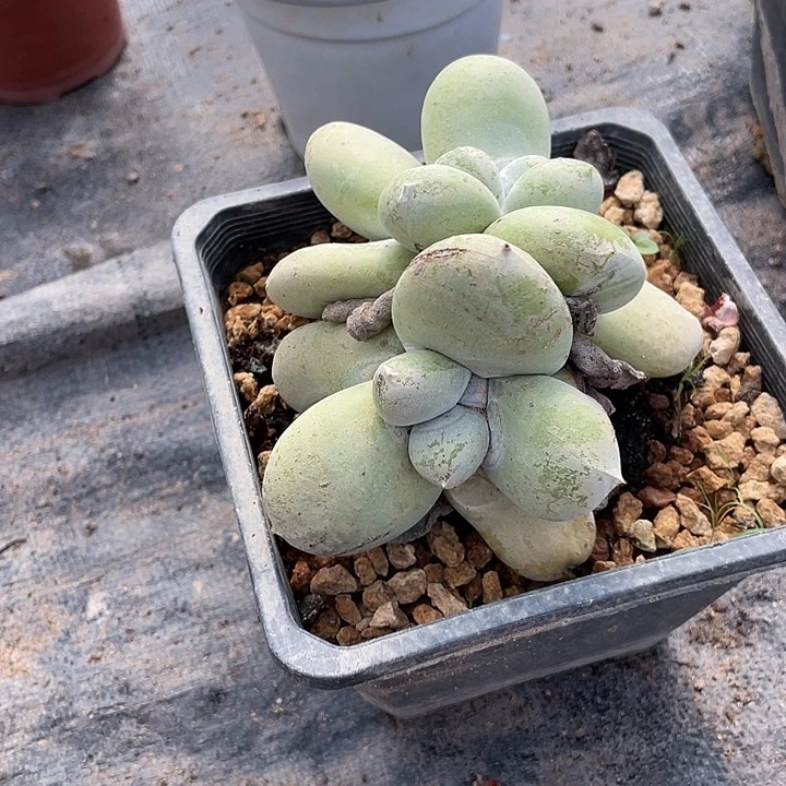 小鹿多肉一物一拍7158