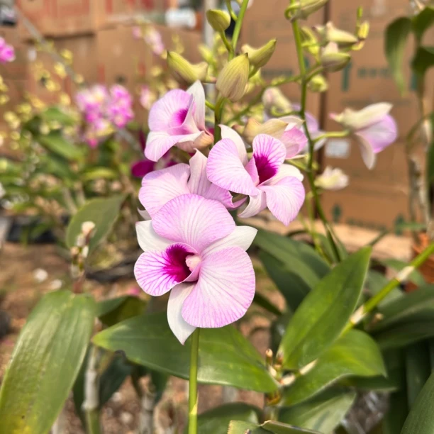 粉钻（桌面款）七彩绿植香水庭院植物石斛兰水培盆栽