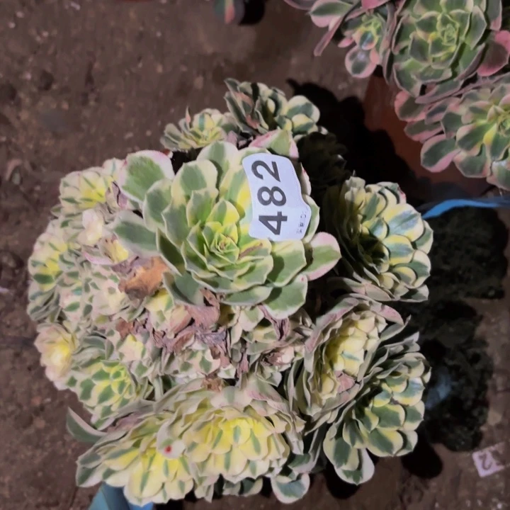 482迈巴赫多肉植物不售后