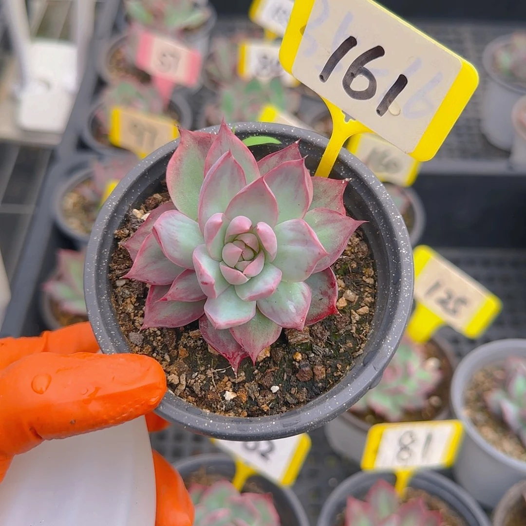 滑*蛋161惊鸿单头多肉