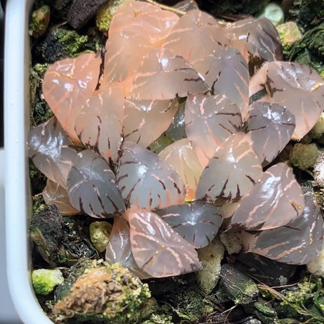恭喜发财大吉大利3817