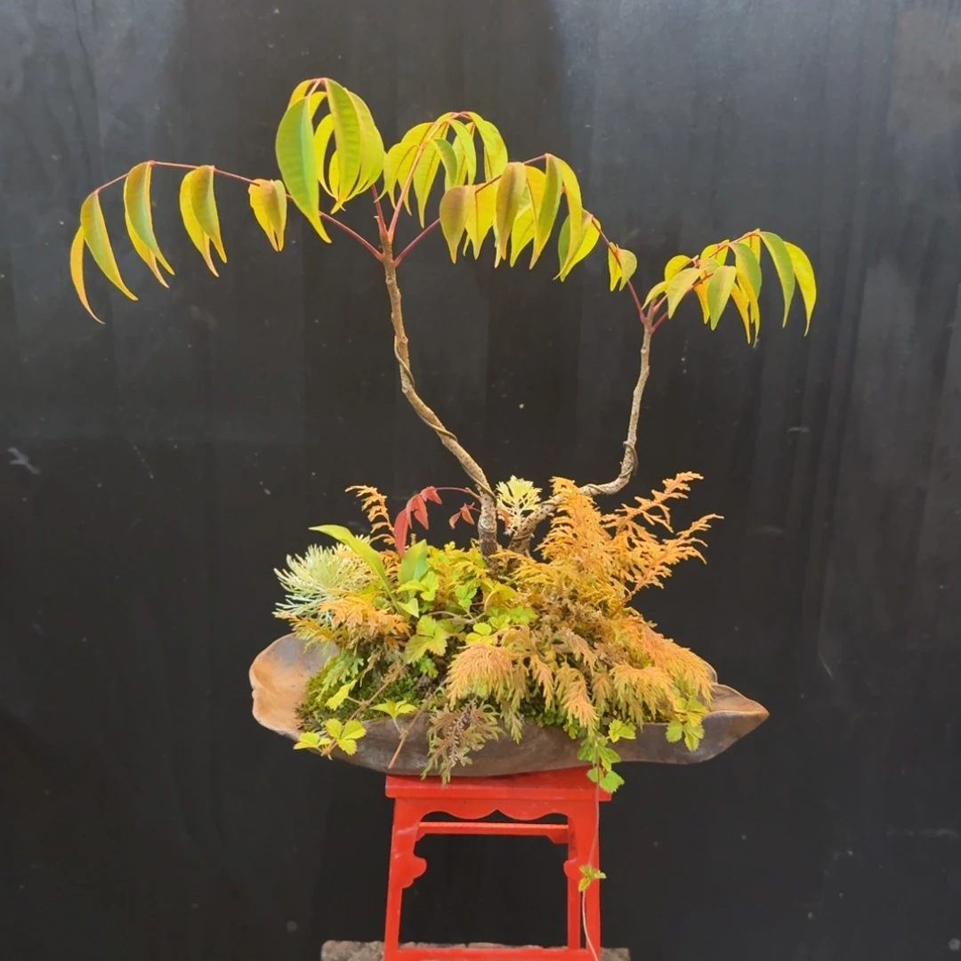 无花朵山野草手作盆