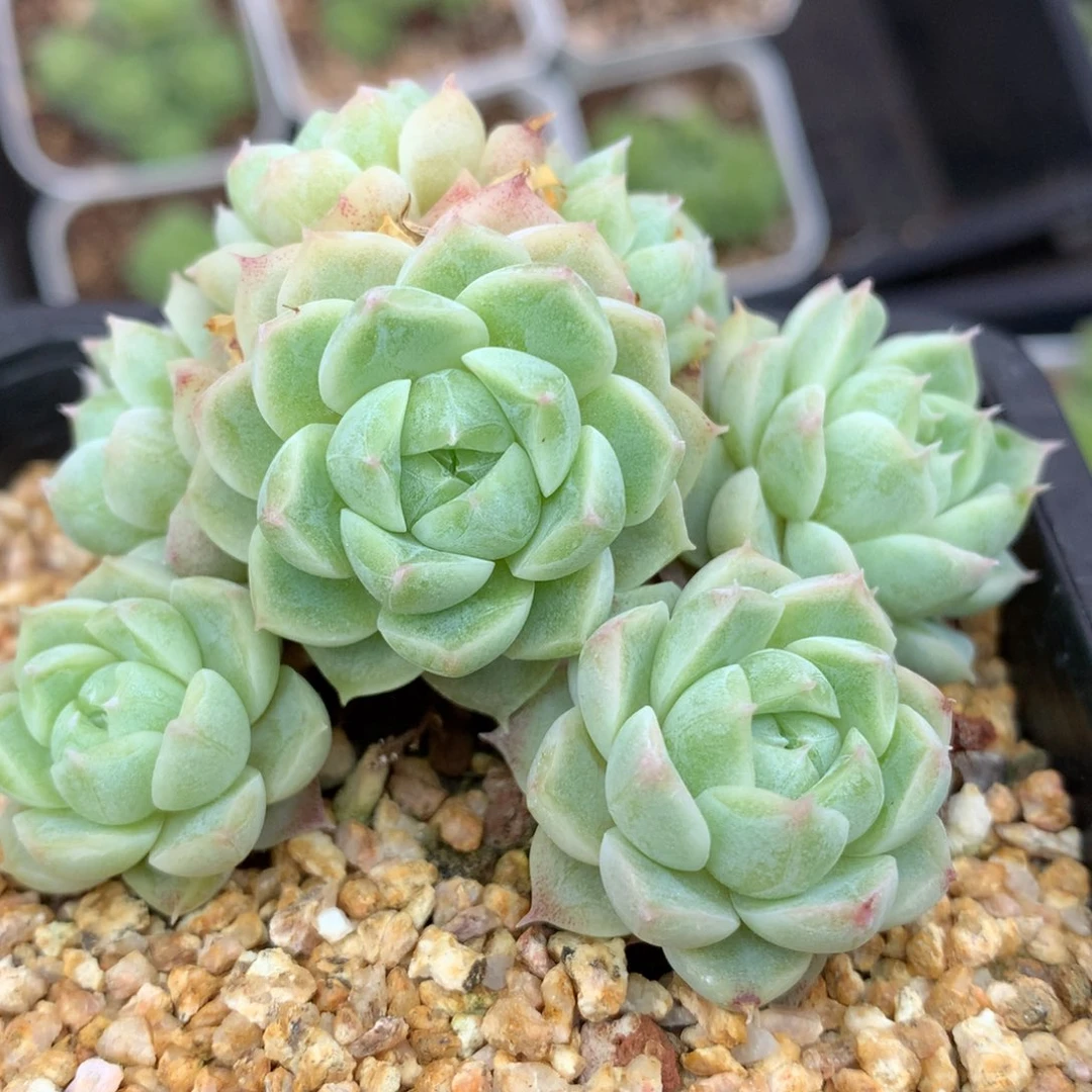 0615-442 珍妮麦杆