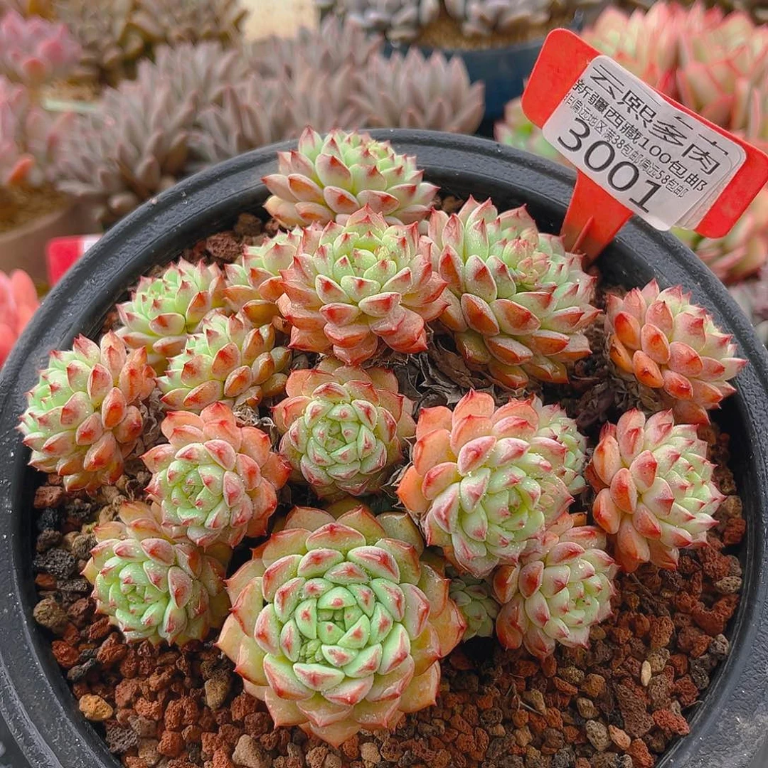 3001熊猫脸多肉植物